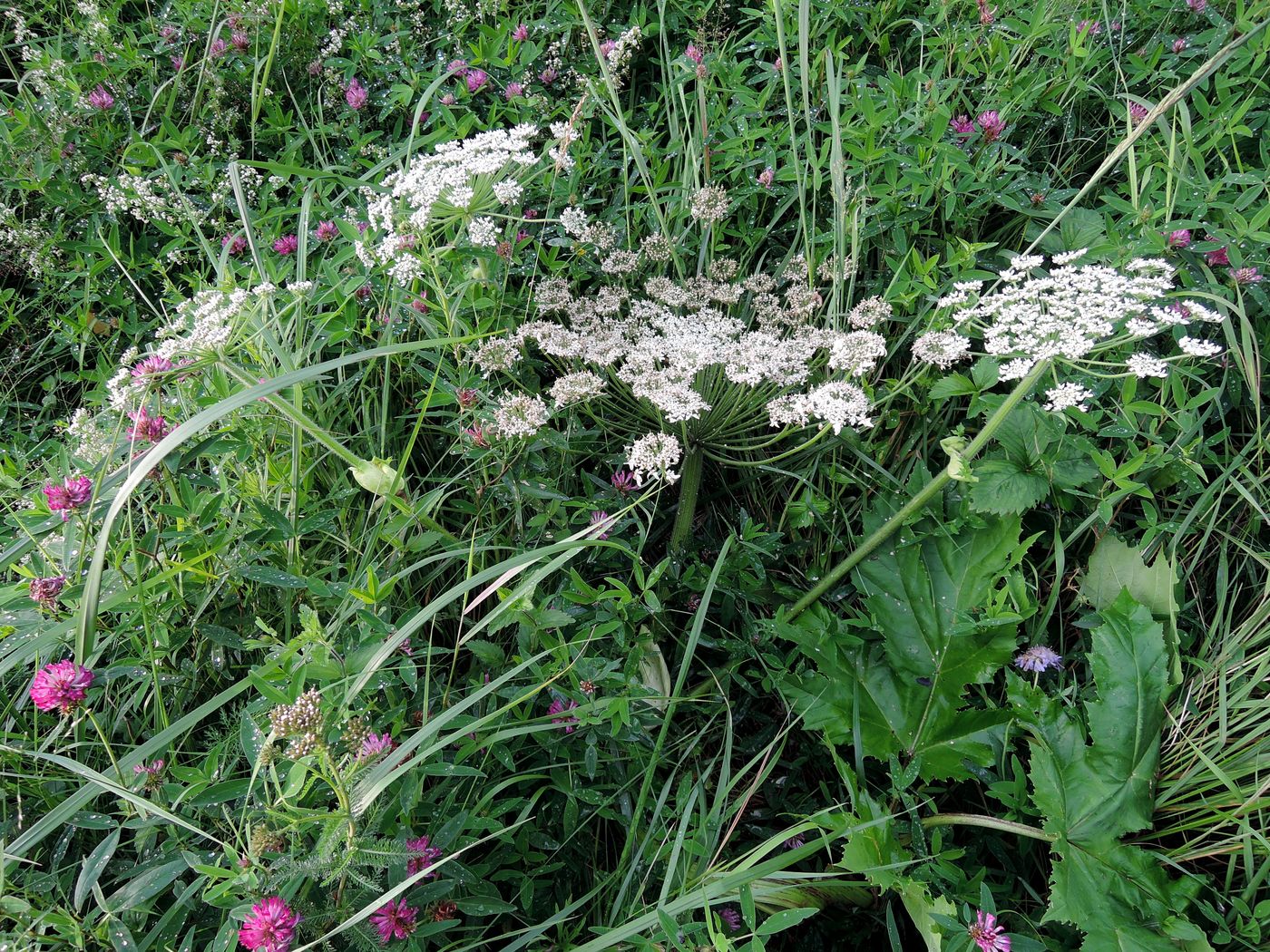 Изображение особи Heracleum sosnowskyi.