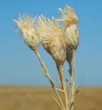 Jurinea stoechadifolia. Верхушка плодоносящего растения. Крым, Черноморский р-н, окр. с. Оленёвка, Большой Атлеш, степь. Август 2017 г.