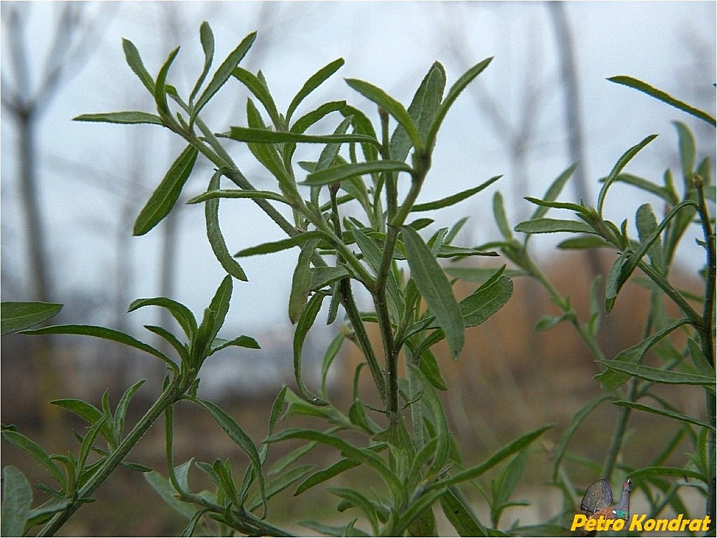 Изображение особи Centaurea diffusa.