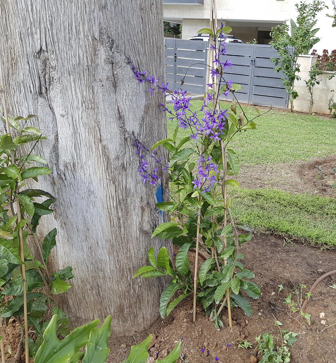 Изображение особи Petrea volubilis.