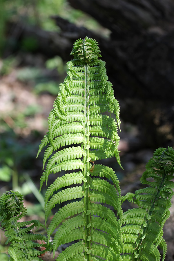 Image of Matteuccia struthiopteris specimen.