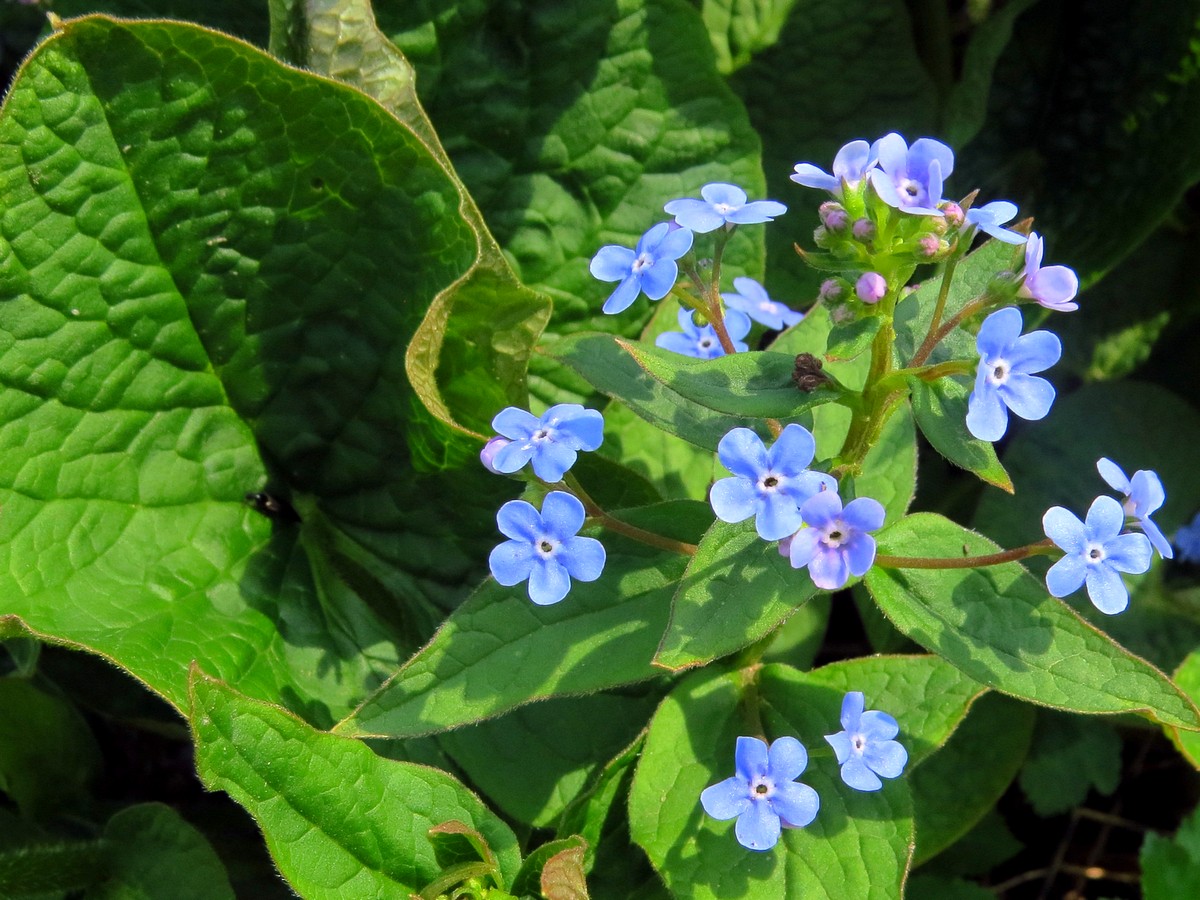 Image of Brunnera macrophylla specimen.