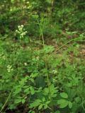 Ceratocapnos claviculata. Верхушка побега с соцветием. Нидерланды, провинция Drenthe, окр. деревни Zeijen, поляна в смешанном лесу. 6 июня 2010 г.