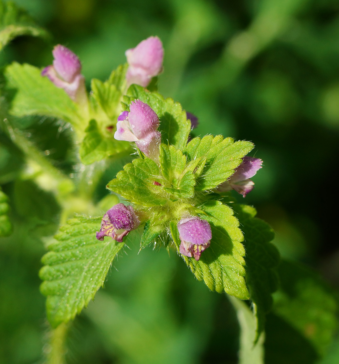 Изображение особи Galeopsis bifida.