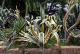 Agave americana разновидность marginata. Вегетирующее растение. Крым, пос. Партенит, парк \"Айвазовское\", в культуре. 23.09.2018.