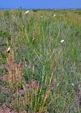 Scabiosa ochroleuca. Цветущее растение. Хакасия, Ширинский р-н, берег оз. Малое Белё, степь. 12.07.2018.