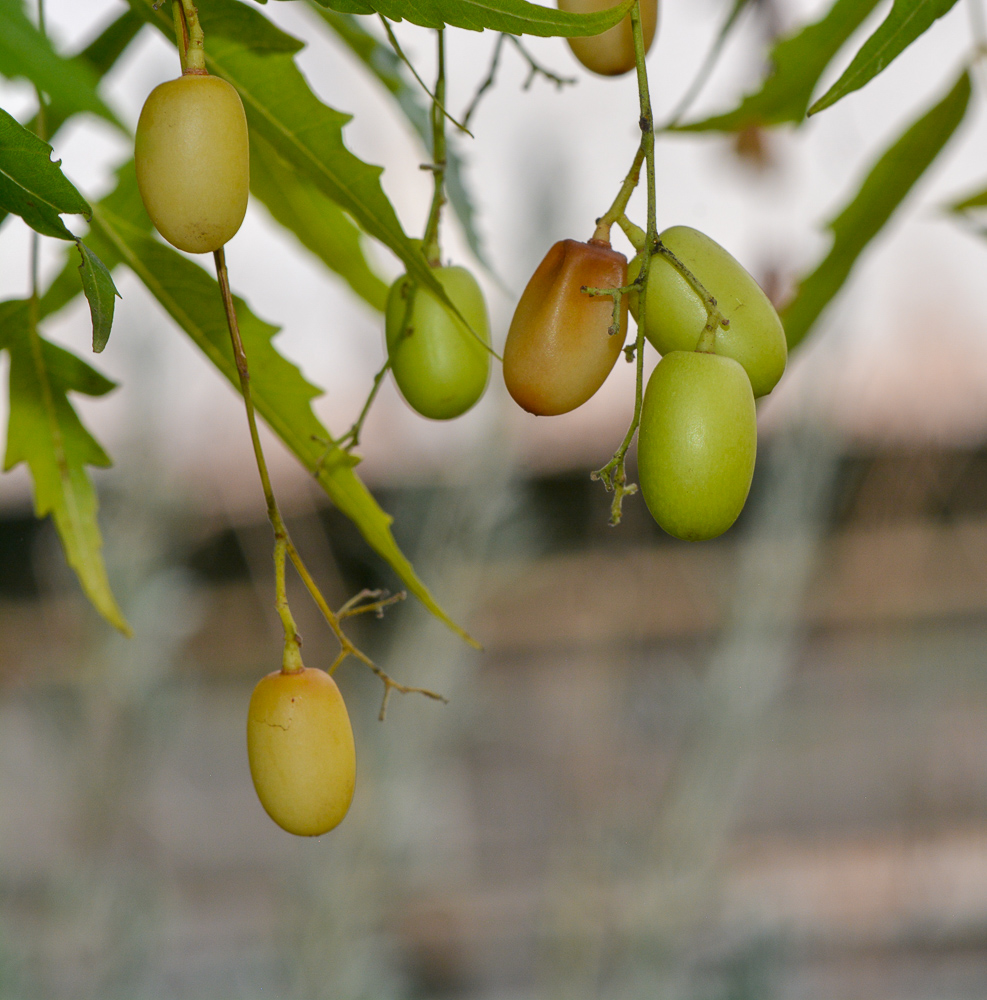 Изображение особи Azadirachta indica.