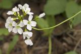 Cardamine pratensis