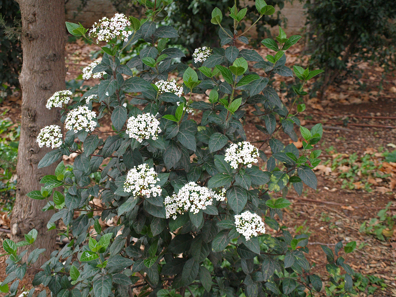 Изображение особи Viburnum tinus.