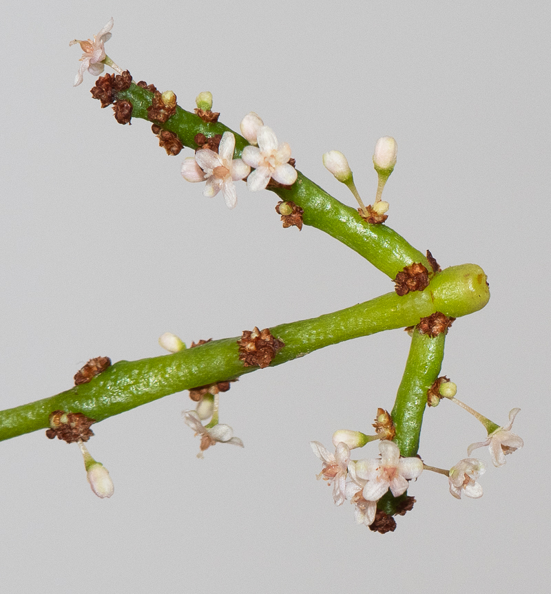 Изображение особи Portulacaria afra.