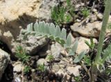 Astragalus onobrychioides