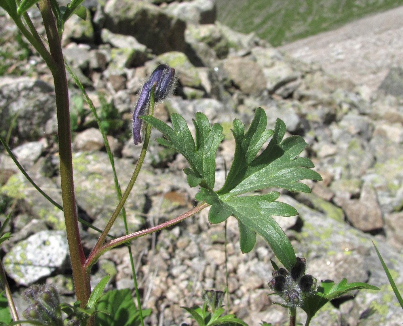 Изображение особи Delphinium caucasicum.