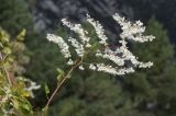 Fallopia baldschuanica