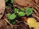 Galium aparine. Ювенильные растения в берёзово-сосновом лесу. Томск, лесопарковая зона (видны также листья Fragaria vesca и Geum sp.). 01.10.2019.