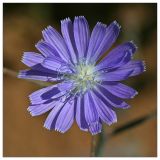 Lactuca tatarica. Соцветие. Республика Татарстан, Агрызский р-н. 24.06.2010.