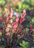 Vaccinium myrtillus