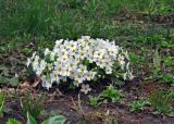 Primula vulgaris