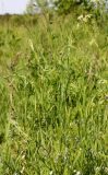 Centaurea cyanus. Зацветающее растение. Ярославская обл., Брейтовский р-н, зарастающий луг на 20-летней залежи. 15.06.2020.