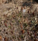 Hypericum kalmianum. Побеги с прошлогодними плодами. Тверская обл., г. Тверь, Заволжский р-н, ботанический сад ТвГУ, в культуре. 11 апреля 2020 г.