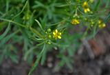 Ranunculus sceleratus. Верхушка побега с цветком и бутонами. Астраханская обл., Лиманский р-н, ильмень Кюте, заросли тростника у воды. 24.04.2021.