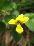 Viola caucasica