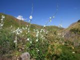 Alcea nudiflora. Цветущее растение в саванноидном сообществе. Казахстан, Туркестанская обл., Сырдарья-Туркестанский государственный региональный природный парк, Боралдайский филиал, дол. ручья Шымбулак (левый приток р. Боралдай), ≈ 1250 м н.у.м. 07.07.2019.