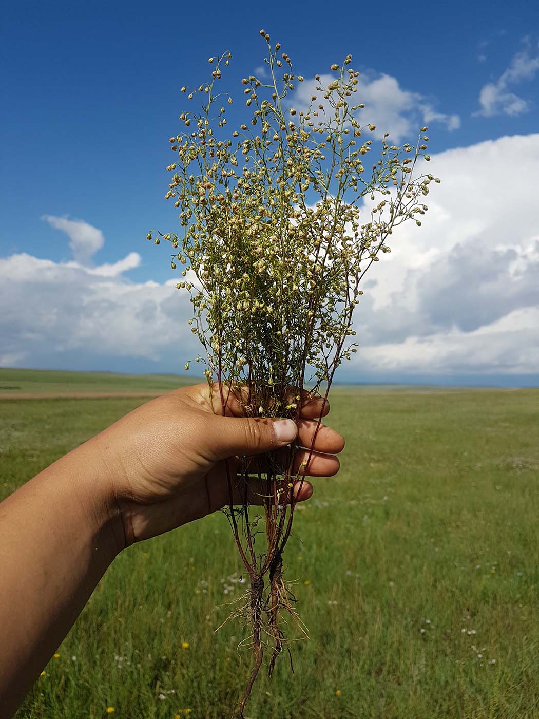Изображение особи Artemisia anethifolia.