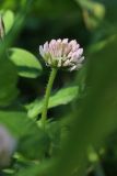 Trifolium fragiferum. Соцветие. Беларусь, Витебская обл., пос. Езерище, ивняк из Salix cinerea, сырая лужайка у обочины дороги. 28.07.2023.