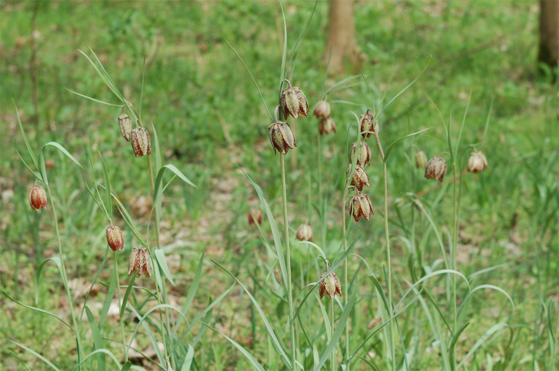 Изображение особи Fritillaria montana.