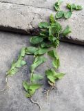 Bupleurum rotundifolium