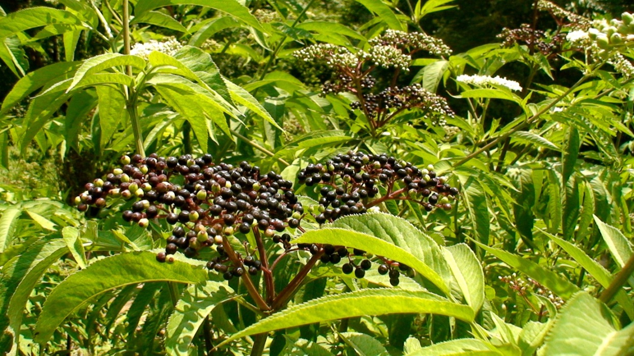 Изображение особи Sambucus ebulus.