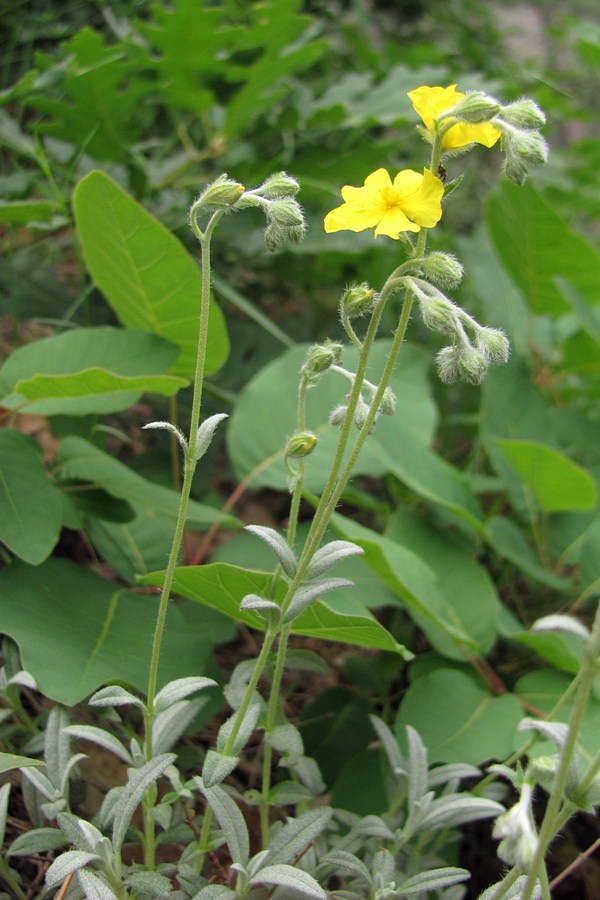 Image of Helianthemum stevenii specimen.