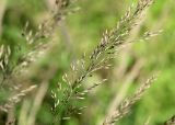 Calamagrostis arundinacea