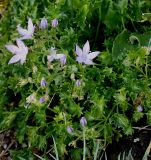 Campanula garganica