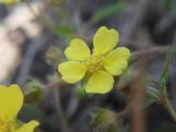 Potentilla humifusa. Цветок. Украина, Луганская обл., г. Кировск, сухой луг. 01.05.2013.