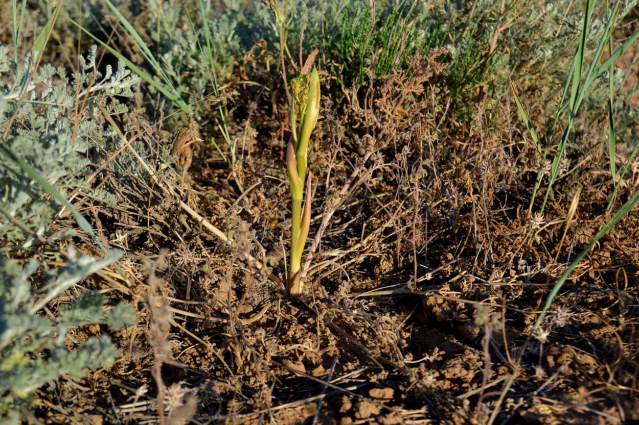 Изображение особи Ferula caspica.