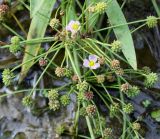 Baldellia ranunculoides