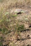 Oedibasis platycarpa. Отцветающее растение. Южный Казахстан, южное обрамление перевала Чокпак. 23.06.2013.