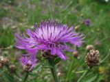 Centaurea jacea. Соцветие. Вологодская обл., Великоустюгский р-н, урочище Опоки, правый берег р. Сухона. 06.07.2013.