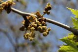 Platanus orientalis