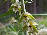 Epipactis helleborine. Часть соцветия. Московская обл., Лотошинский р-н, окр. дер. Савостино. 14.07.2014.