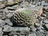 Orostachys spinosa. Вегетирующее растение. Восточный Казахстан, Южный Алтай, хр. Азутау, пер. Мраморный, ср.-верх. часть. 10 мая 2012 г.