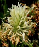 Trifolium ochroleucon