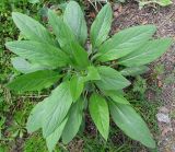 Cynoglossum officinale