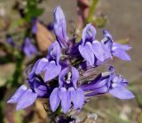 Lobelia siphilitica. Верхушка соцветия. Германия, г. Дюссельдорф, Ботанический сад университета. 05.09.2014.