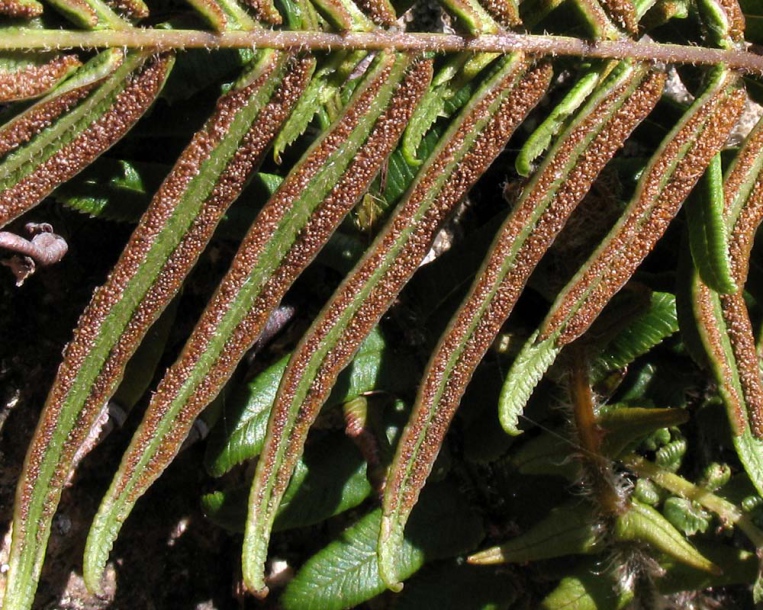 Image of Pteris vittata specimen.