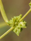 Atriplex littoralis