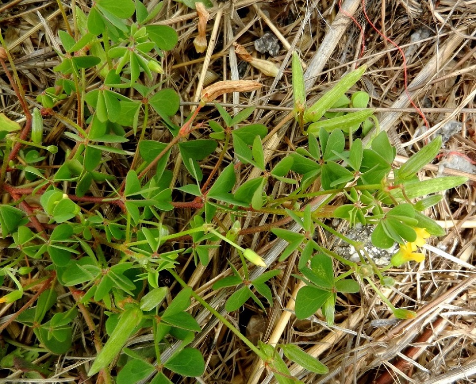 Image of Oxalis dillenii specimen.