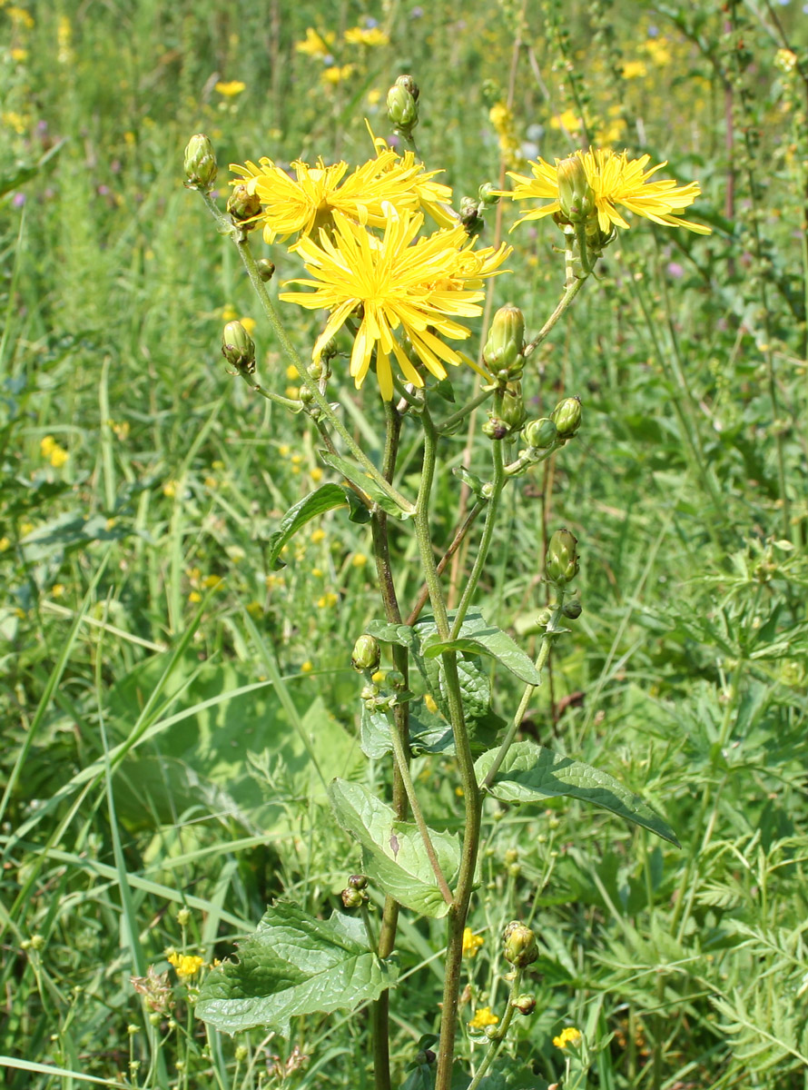 Изображение особи Crepis sibirica.