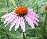 Echinacea purpurea